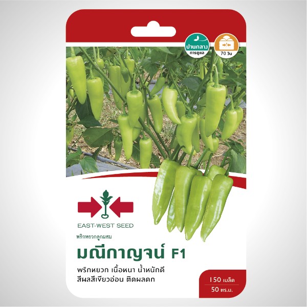 ศรแดง GG พริกหยวกF1 มณีกาญจน์ (150S TH) เคลือบ - ภาพที่ 2